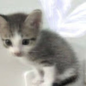 Meet your Posher, Inara